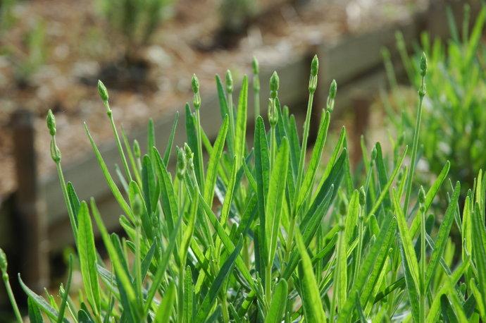 种植的故事_薰衣草花园_新浪博客