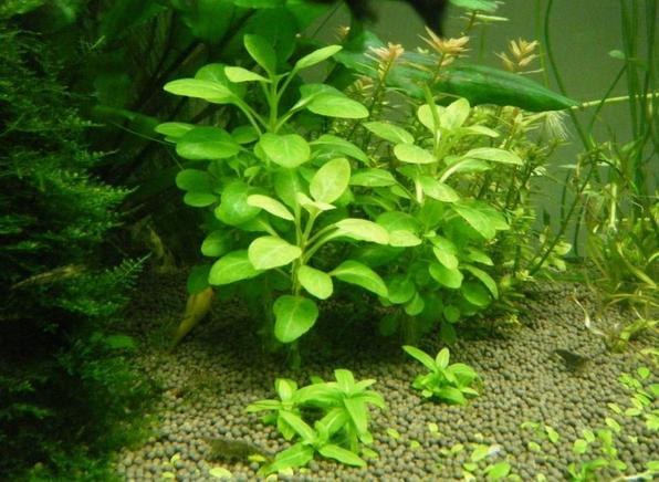 老顾水草罗贝力 中后景水草(自家种植 水中叶)免包装费