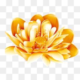 金色荷花图片大全