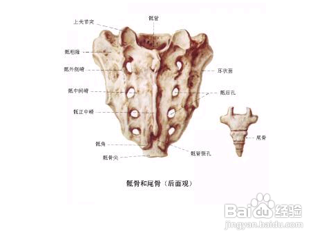 尾骨疼是怎么回事