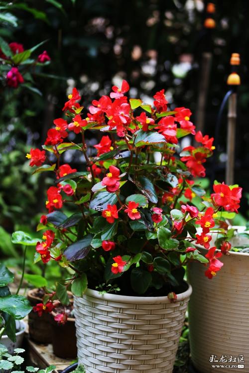 家有阳台养一棵花叶俱赏的玻璃海棠吧