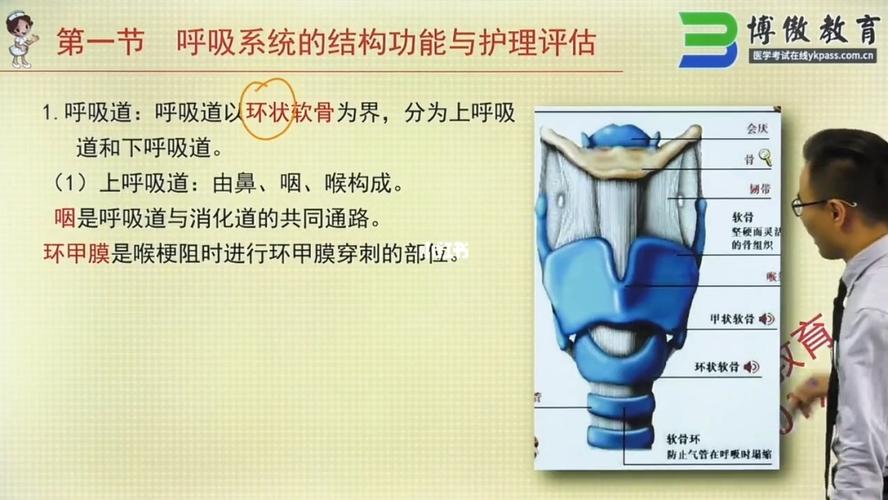 环状软骨在哪?_护考_教育_教育培训