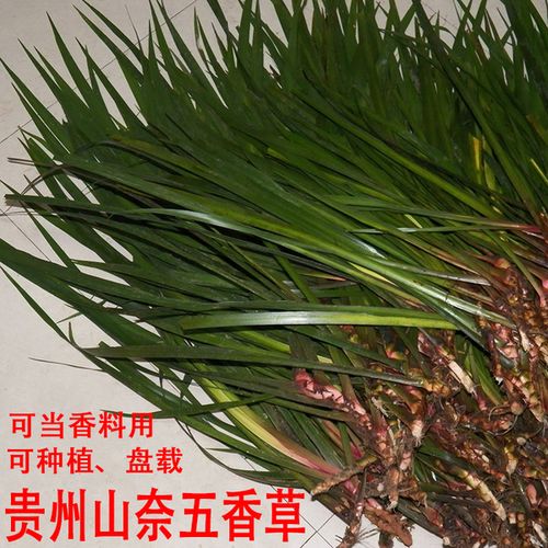[黔货手工艺品农具店] 包邮 1000g 贵州新鲜三奈山奈山赖五香草去腥