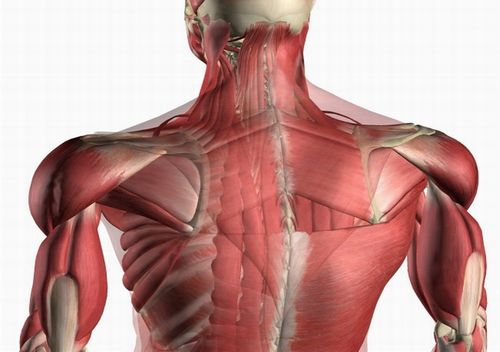 人体肌肉-人体解剖图