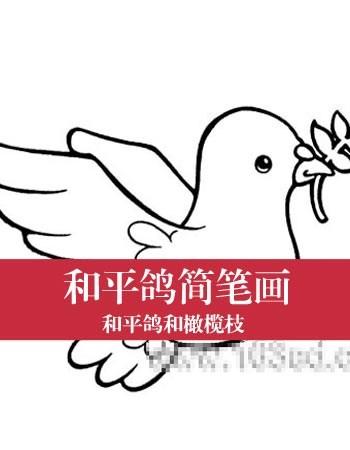和平鸽简笔画彩色