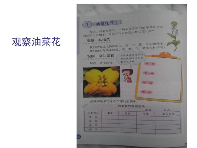 观察油菜花
