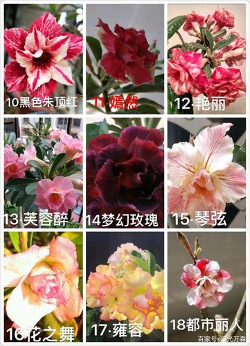"沙漠玫瑰"可分为六类:其中的六十三种,请见图识名称