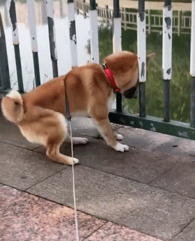 柴犬卡栏杆出不来,狗子施展绝招:双脚离地,聪明智商又