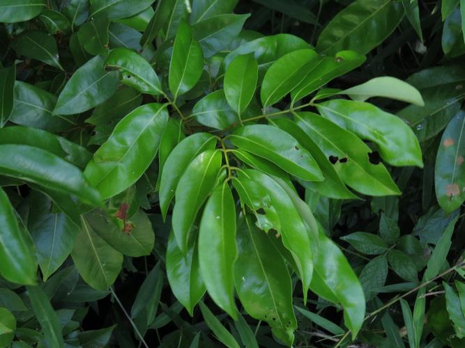 图13 荔枝litchi chinensis,sapindaceae无患子科,litchi荔枝属