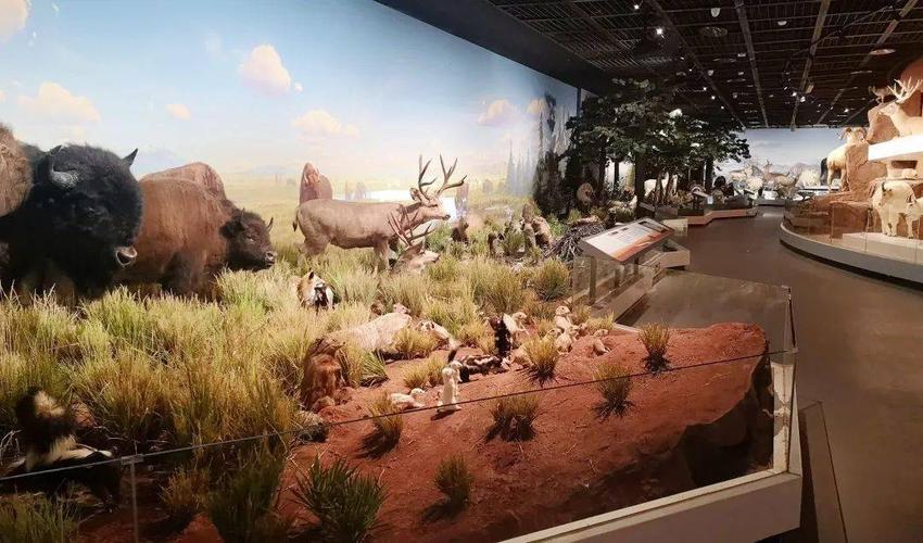 西安贝林自然博物馆2月1日盛装开放,半天环游全世界!