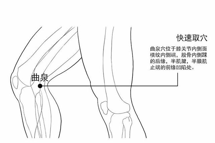 曲泉穴:通调下焦 疏肝理气