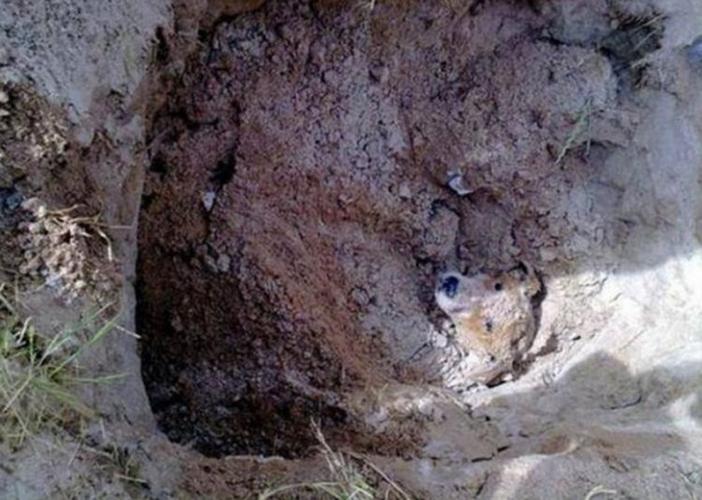 工地土坑中传出吠叫工友好奇走上前查看吓得立即呼友相救