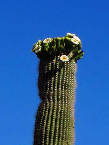 巨型仙人掌是美国西部的普遍象征.