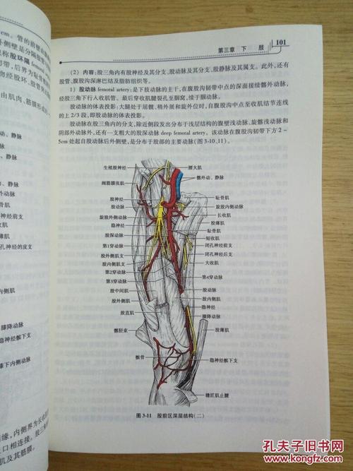 医用局部解剖学(第8版)