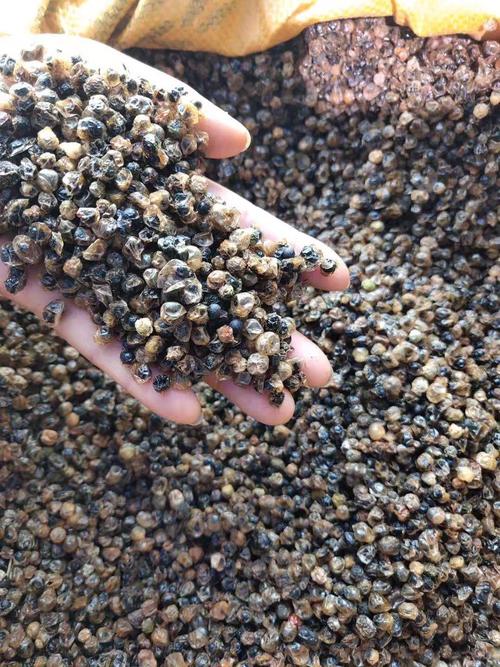 天冬 云南大天冬种子 天门冬