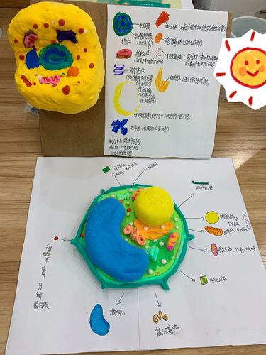 制作细胞器模型