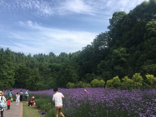 照母山森林公园旅游景点攻略图