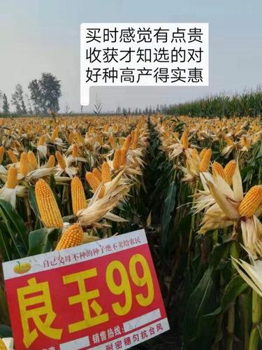 中国玉米第一品牌良玉99