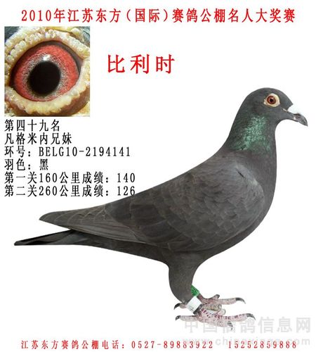 江苏东方国际赛鸽公棚决赛获奖鸽图片欣赏