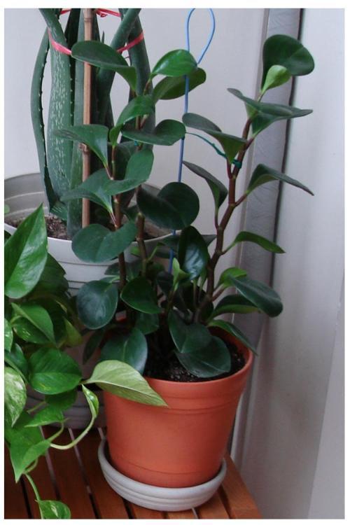 谁知道豆瓣绿能长多高?