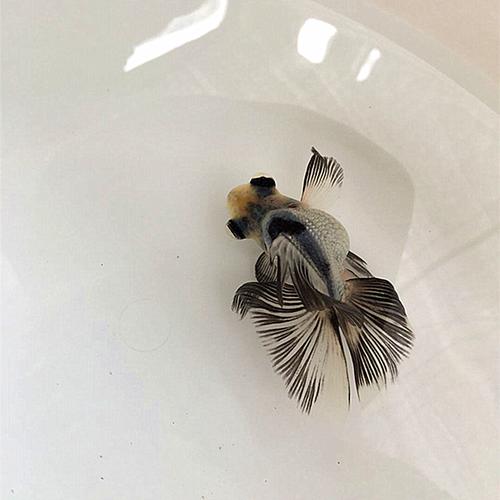 熊猫蝶尾金鱼精选反翘奶牛蝶尾活鱼观赏鱼冷水小中型鱼苗好养