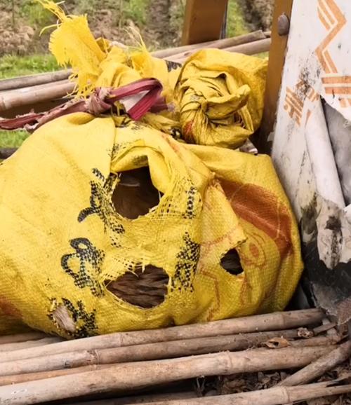 四条土狗被装袋子里,在河里泡一晚淹死两只,好心人的举动暖心了
