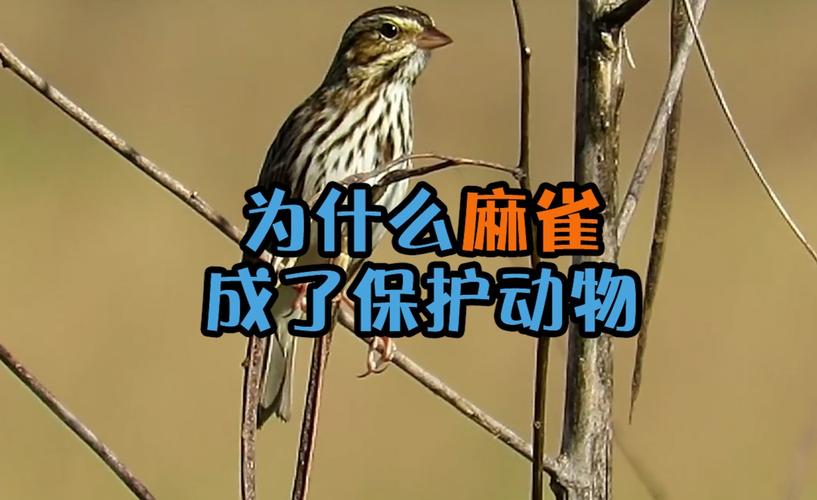 过去常见的麻雀,为什么现在成了保护动物?