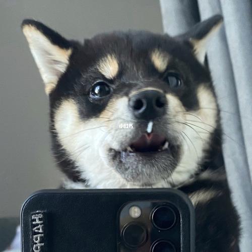 柴犬头像_头像_柴犬_抖音_柴犬头像_素材_头像