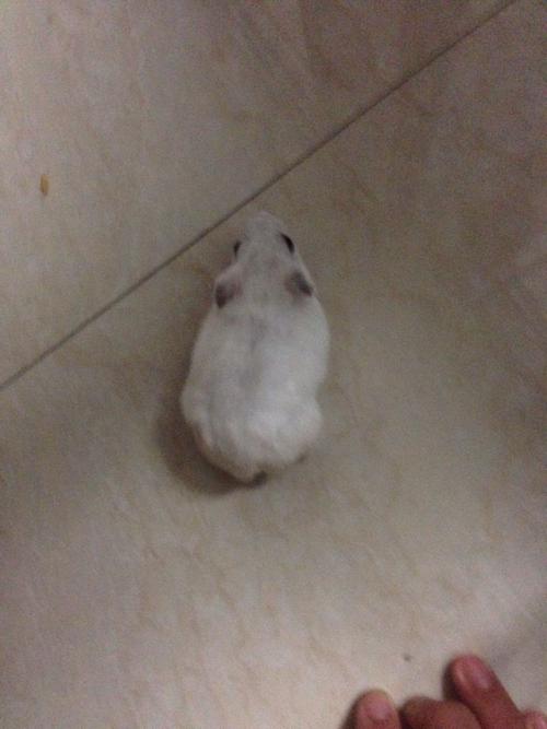 这只银狐仓鼠几个月了