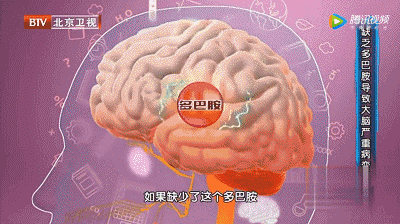 因此,多巴胺与我们大脑的