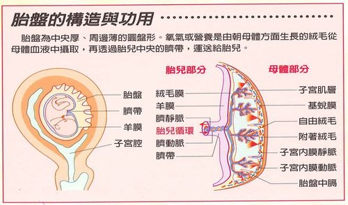【胎盘异常placental troubles】三种低位胎盘(前置胎盘)….
