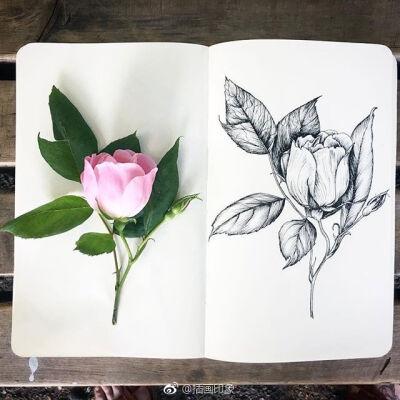 漂亮的花卉速写~【插画师:courtney roth】
