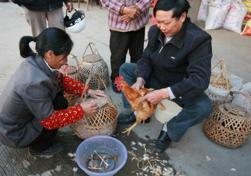 残忍手术阉鸡全过程