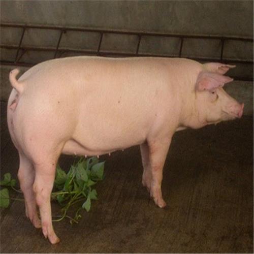 长白猪母猪 长白公猪 厂家供应 宿迁