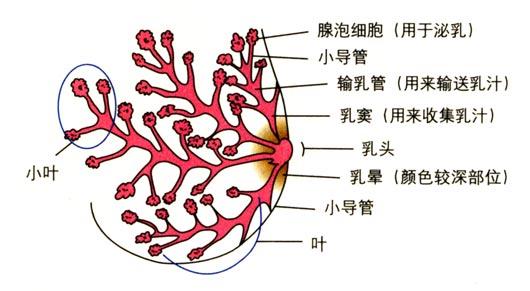 女人很怕患乳腺方面的疾病 应该如何预防乳腺疾病