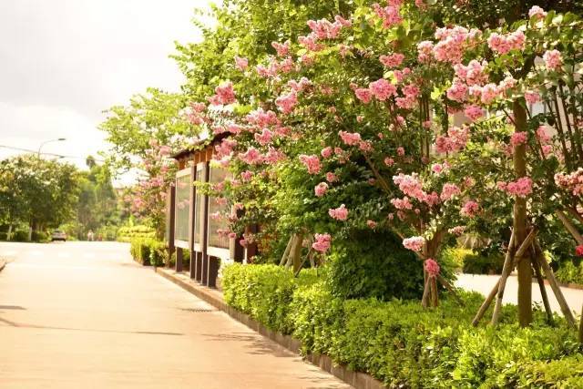 答案揭晓你知道钦州市花是什么吗