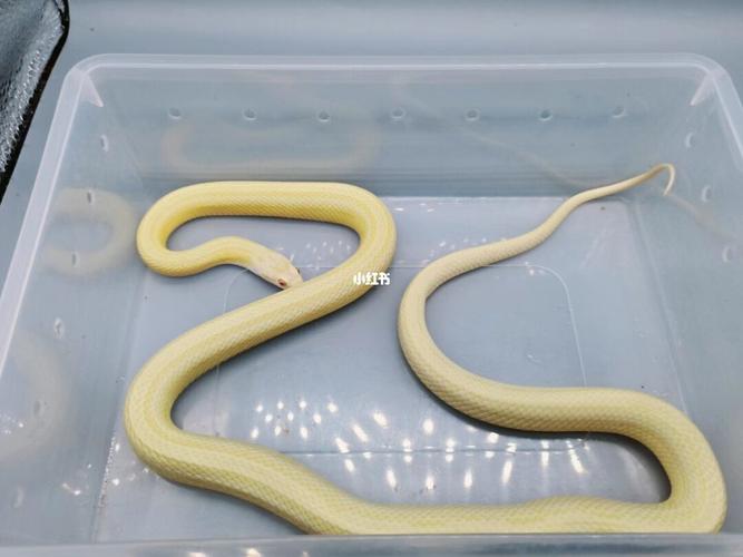 成体玉米蛇_宠物