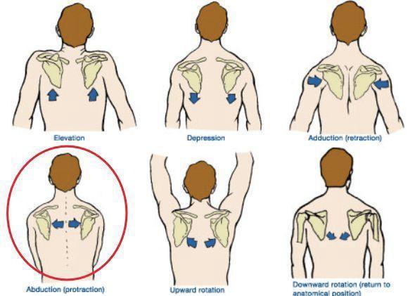 肩胛骨稳定性训练,提升上肢力量的秘诀