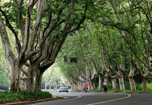 法国梧桐:蜚声世界的行道树