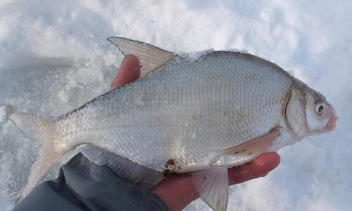 鳊花鱼批发价格,鳊花鱼市场价格,鳊花鱼多少钱一斤!