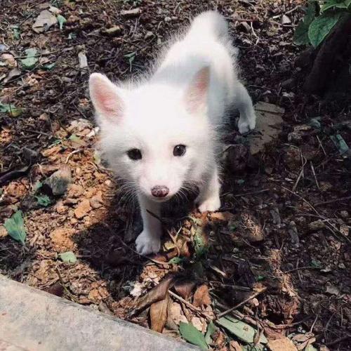 【京选推荐】小狐狸幼崽活体蓝狐白狐熊猫狐雪狐冰岛狐异瞳鸳鸯眼