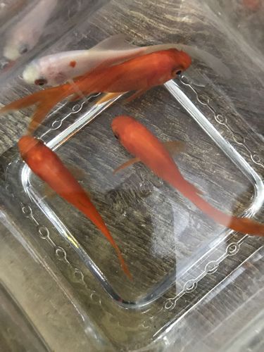 怎么判断金鱼的公母?