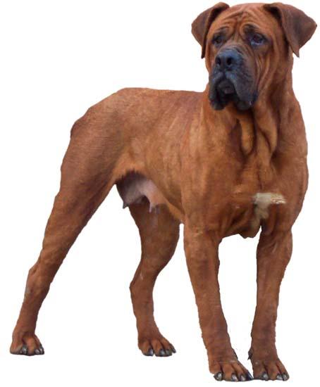 2.东瀛武士,无声斗犬 japan土佐      斗犬曾经风靡全世界的很多地方.