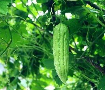 暑热难耐吃点苦瓜降降火