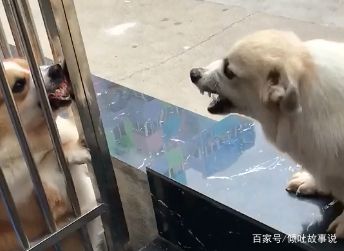 两狗隔着栏杆吵架,一见面秒怂不出声,网友:君子动口不动手