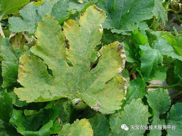 西葫芦高清病害图谱(中)