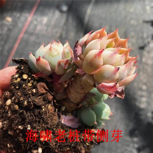 552多肉植物批发基地直销贵货 海啸老桩带侧芽10cm盆裸根发货