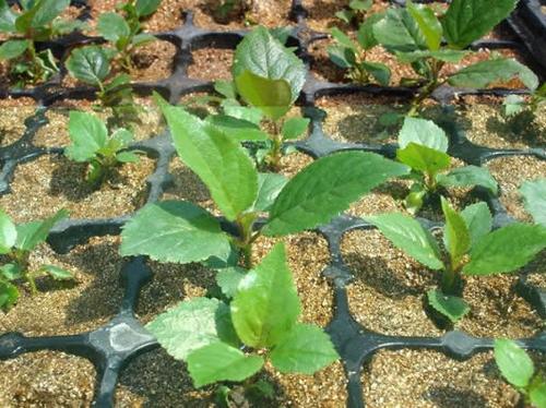 求购吉塞拉小苗_成活率高的吉塞拉幼苗出售