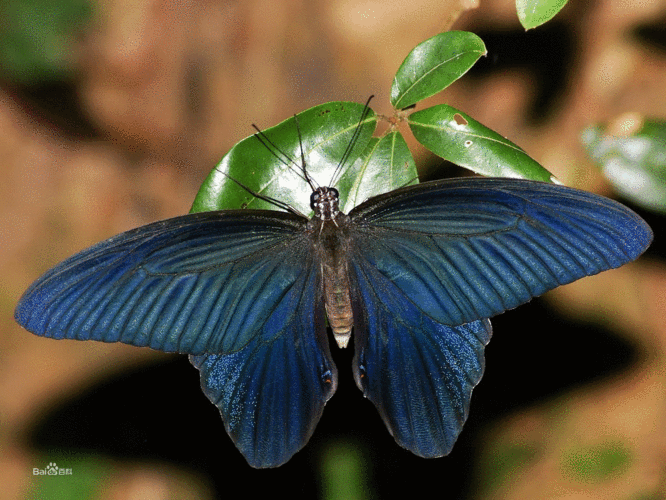 蓝凤蝶