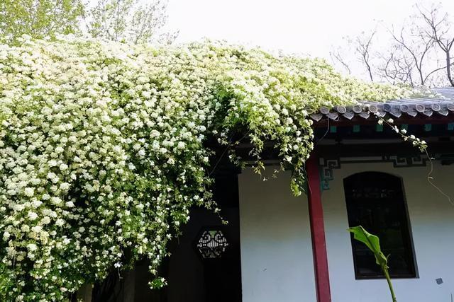 5月到了,阳台种上木香花,好养又容易开花,还能净化甲醛